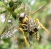 Nomada sexfasciata